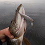 Lucky Craft Classical Minnow -   .