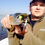 Clasical Minnow