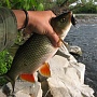 Lucky Craft Shallow Cra-Pea
