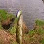 ����� - ������ ��������