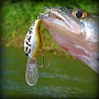 Lucky Craft Clutch DR White Bass