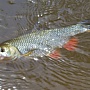Shallow Cra-Pea